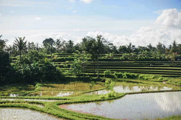 Tegallalang — Stockfoto