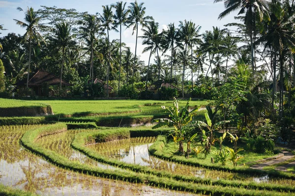 Ubud — стокове фото