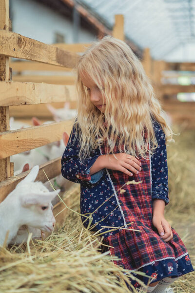 очаровательный ребенок смотрит на маленькую козу на ферме
