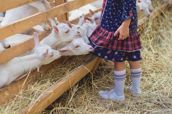 Oříznutý Obraz Koz Kousání Děti Šaty Farmě — Stock fotografie