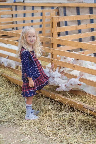 Funny Goats Biting Kids Dress Farm — Stock Photo, Image