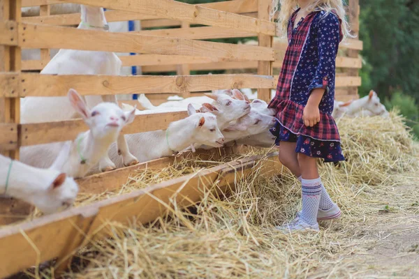 ヤギの農場で子供ドレスをかむのトリミングされた画像 — ストック写真