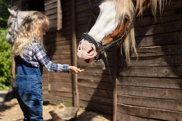 Sidovy Kid Utfodring Brun Häst Gården — Stockfoto