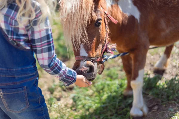 Oříznout Obrázek Dítě Krmit Roztomilý Pony Farmě — Stock fotografie