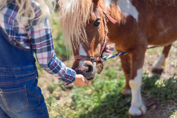 cropped image of kid feeding cute pony at farm