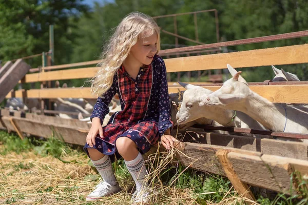 Kid Sitting Fence Farm Feeding Goats — Stock Photo, Image