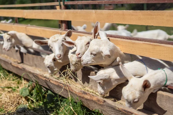 Veehouderij — Stockfoto