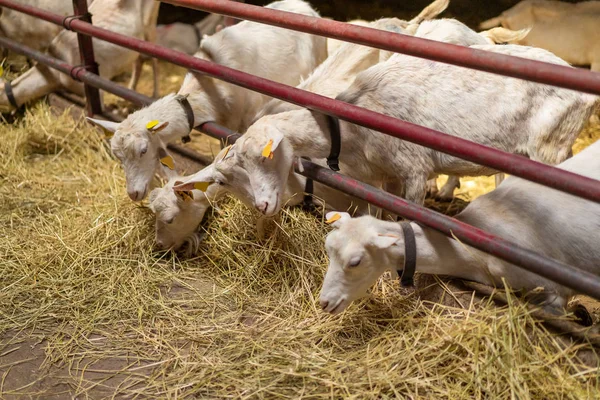 Cabras — Foto de Stock