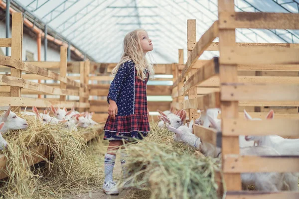 Vue Latérale Enfant Debout Dans Écurie Avec Des Chèvres Levant — Photo