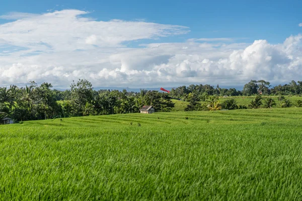 Vista panorámica del campo con hierba verde y cielo azul nublado en ubud, bali, indonesia - foto de stock