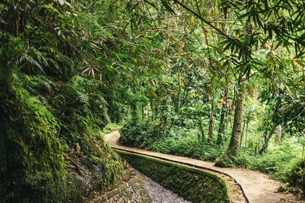 Scenic view of stream in green forest in ubud, bali, indonesia — Stock Photo