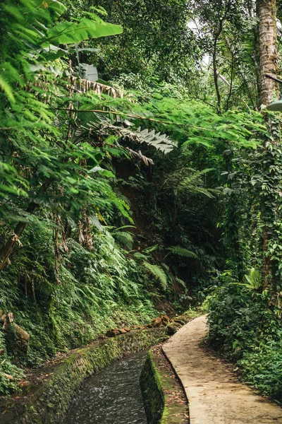 Vista cênica do córrego na floresta verde em ubud, bali, indonésia — Fotografia de Stock