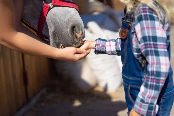 Cropped image of mother and daughter feeding horse at farm — Stock Photo