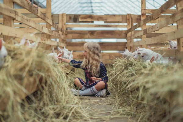 Adorable enfant assis sur le sol dans la grange et touchant les chèvres — Photo de stock