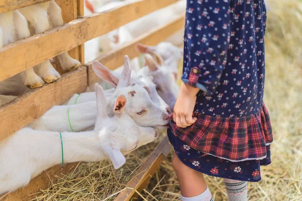 Immagine ritagliata di piccole capre che mordono i bambini vestono in fattoria — Foto stock