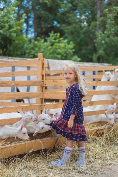 Small goats biting kids dress at farm — Stock Photo
