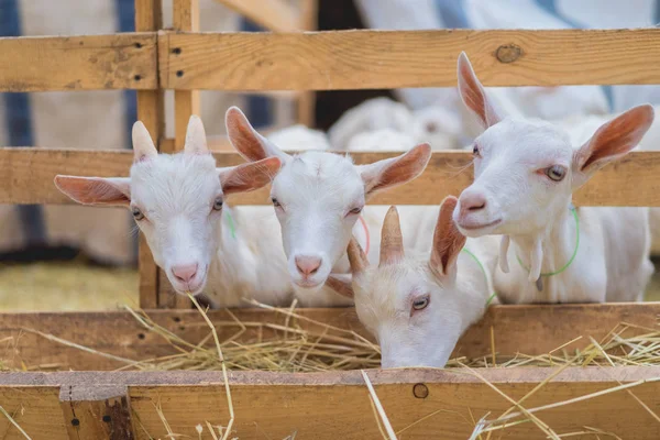 Cabras lindas comiendo heno a través de vallas en la granja - foto de stock