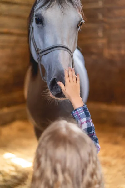 Cheval — Photo de stock