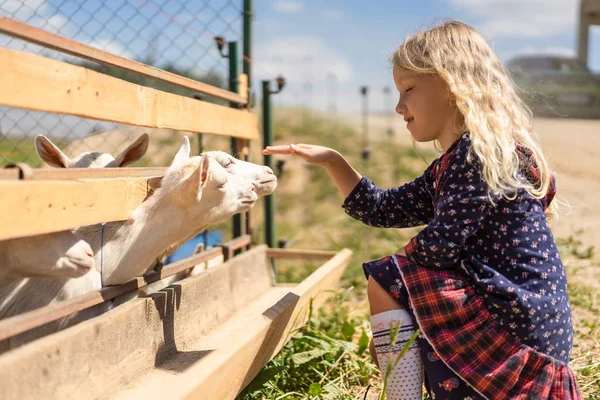 Side view of adorable kid touching goats at farm — Stock Photo