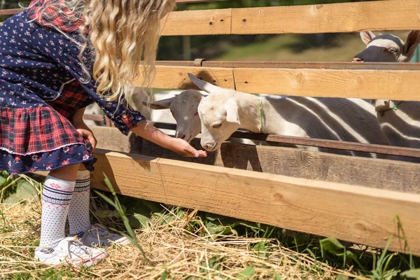 Cropped image of kid feeding goats at farm — Stock Photo