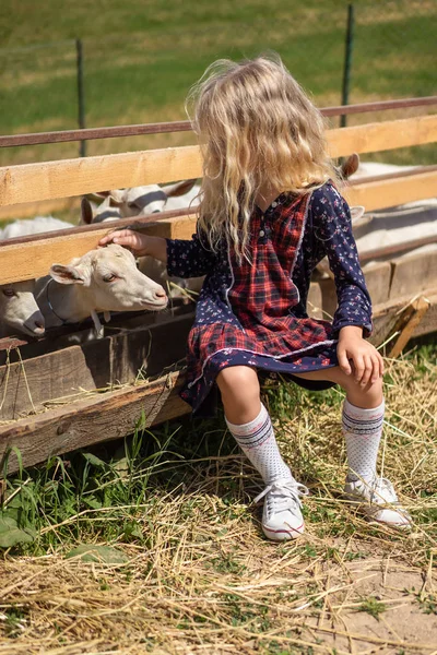 Child sitting on fence and palming goat at ranch — Stock Photo