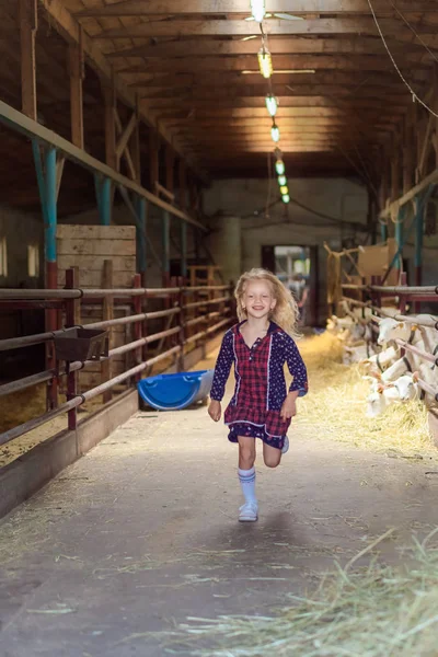 Smiling kid running in barn with goats at farm — Stock Photo