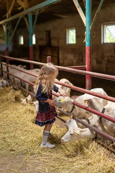 Side view of kid palming goats at farm — Stock Photo