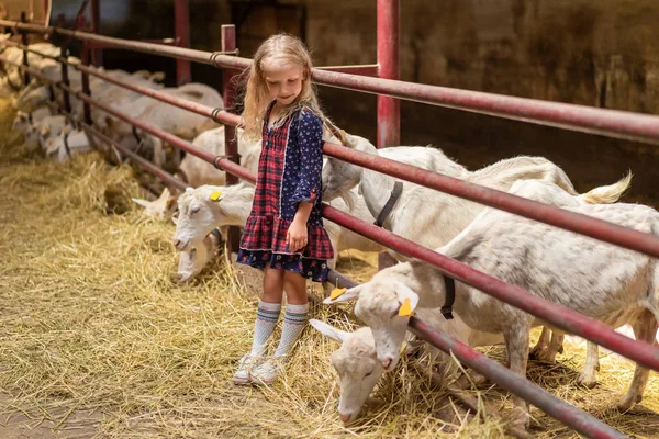 Adorable kid leaning on fences in barn and looking at goats — Stock Photo