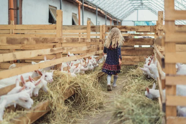 Vista posteriore del bambino che cammina al fienile con capre — Foto stock