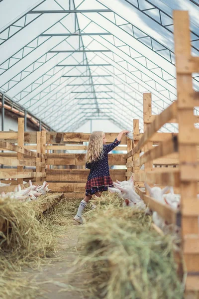 Дитина дивиться над парканами на козлах на фермі — стокове фото