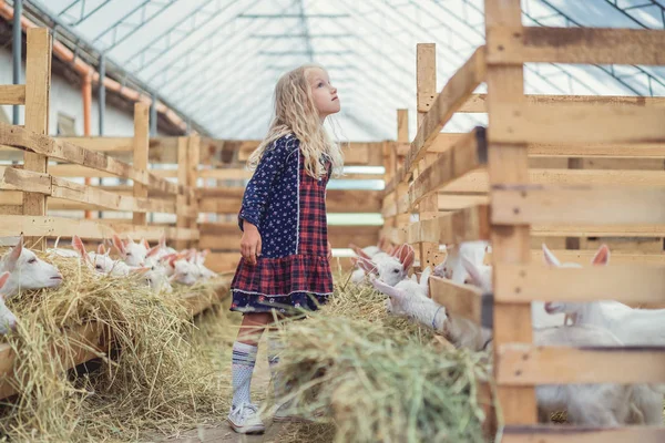 Seitenansicht eines Kindes, das mit Ziegen im Stall steht und nach oben schaut — Stockfoto