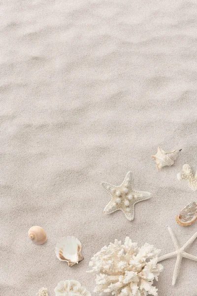 Playa Mar Bandera Temática Cabecera Con Hermosas Conchas Corales Estrellas —  Fotos de Stock