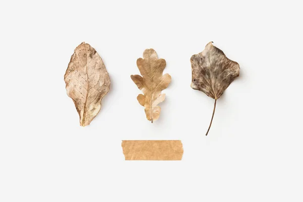 minimalist conceptual autumn / fall background with three different leaves on a bright background showing a neutral seasonal color palette or gradient, paper tape as copyspace, flat lay, top view