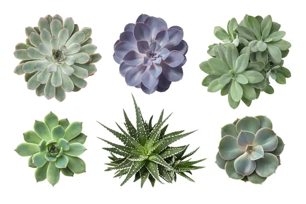白い背景に隔離された様々な多肉植物のコレクション装飾的な植物のデザイン要素トップビュー フラットレイ — ストック写真