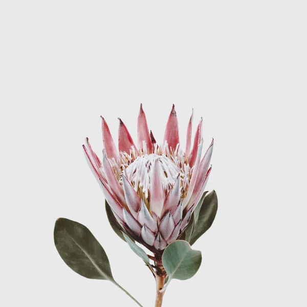 Single Krásný Růžový Král Protea Květina Izolované Proti Světle Šedé — Stock fotografie