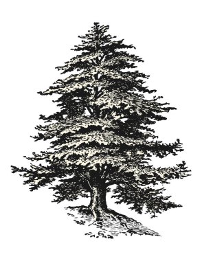retro / vintage vector design elements: detailed drawing or sketch of a cedar tree isolated on a white background, filling as a separate path / object clipart