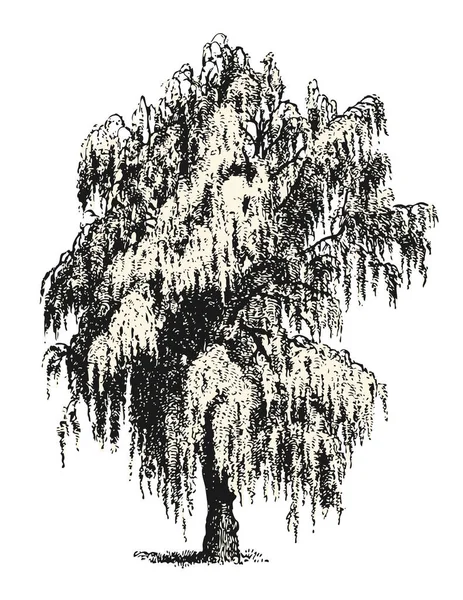 Vintage Vector Drawings Design Elements Mourning Weeping Willow Birch Sketch Stock Illustration