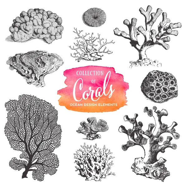 Летние Пляжные Океанские Элементы Дизайна Коллекция Морских Коралловых Рисунков — стоковый вектор