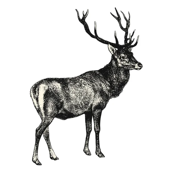 Grabado Dibujo Animales Antiguos Ciervos Elemento Diseño Vectorial — Vector de stock