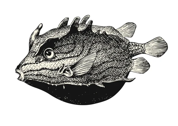 Vintage Sealife Vector Illustration Detailed Retro Drawing Funny Trunk Fish — стоковый вектор