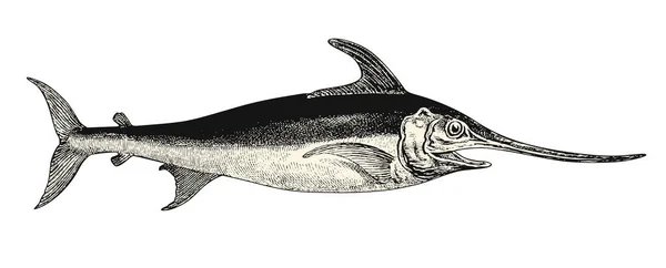 Retro Sealife Skaldjur Vektor Designelement Detaljerad Vintage Illustration Svärdfisk Isolerad — Stock vektor