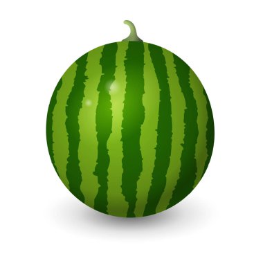 Gerçekçi karpuz vektör illüstrasyon beyaz arka plan üzerinde izole