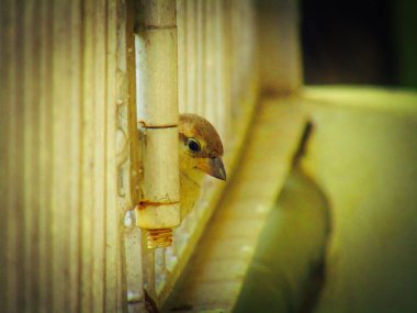 Pencerede oturan ev serçesi (Passer domesticus) 