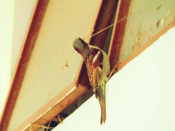 Σπίτι Σπουργίτι Passer Domesticus Κάθεται Στο Παράθυρο Κρατώντας Λεπίδα Χόρτου — Φωτογραφία Αρχείου