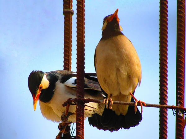 Myna Deux Pattes Étourneau Asiatique Gracupica Contra Assis Sur Une — Photo