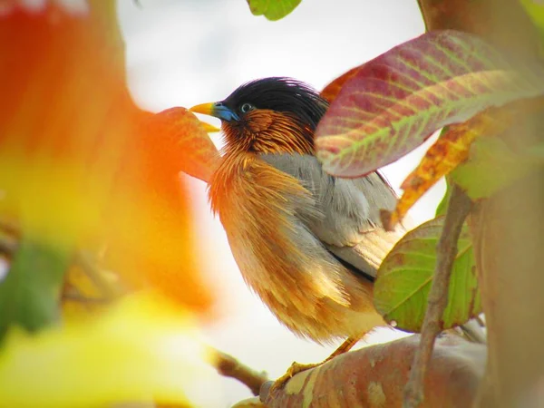 나뭇가지에 Myna Brahminy Starling Sturnia Pagodarum 선택적으로 배경에 초점을 맞춘다 — 스톡 사진