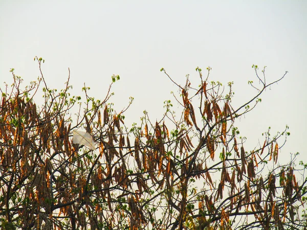 Δέντρο Του Ποταμού Tamarind Καφέ Λοβό Επίσης Γνωστό Λευκό Leadtree — Φωτογραφία Αρχείου