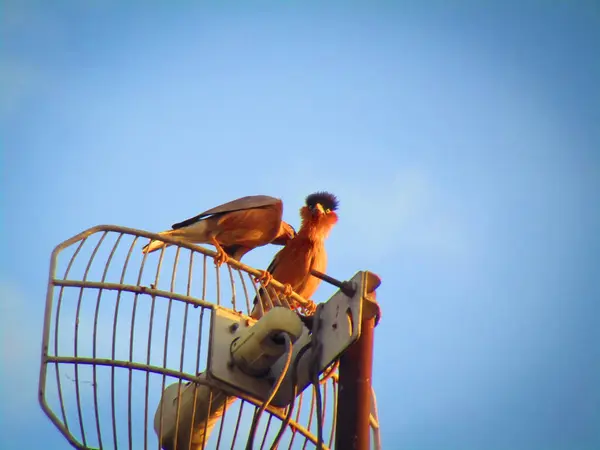 안테나에 Brahminy Myna Brahminy Starling Sturnia Pagodarum — 스톡 사진