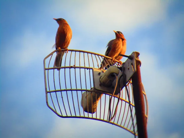 안테나에 Brahminy Myna Brahminy Starling Sturnia Pagodarum — 스톡 사진