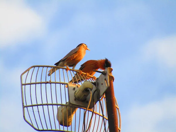 안테나에 Brahminy Myna Brahminy Starling Sturnia Pagodarum — 스톡 사진